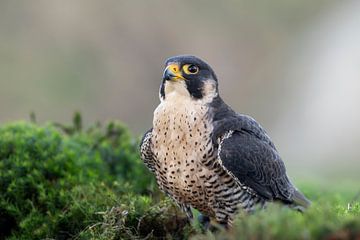 Peregrine falcon, portrait, close up, at rest by Jan van Vreede