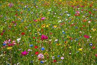 Bunte Blumenwiese