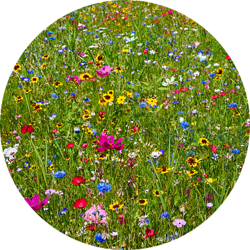 Kleurrijke bloemenweide van Reiner Würz / RWFotoArt