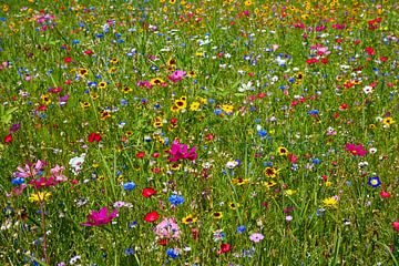 Colourful flower meadow by Reiner Würz / RWFotoArt