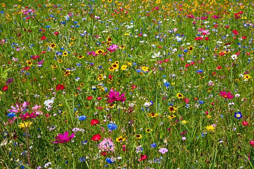 Kleurrijke bloemenweide