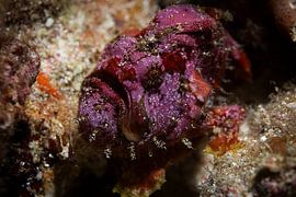 Anglerfish @ Komodo, Indonesia by Travel Tips and Stories