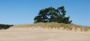 Pin sylvestre sur une dune.