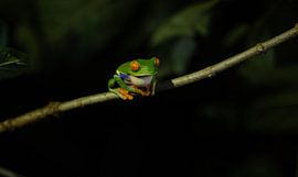 Rotäugiger Frosch auf einem Palmzweig von Fulltime Travels