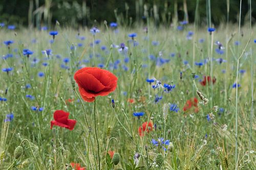 Wat een mooi contrast van de rode klaproos en blauwe korenbloem