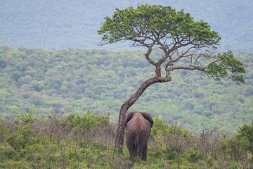 Zuid Afrikaanse Olifant van Melanie van der Rijt