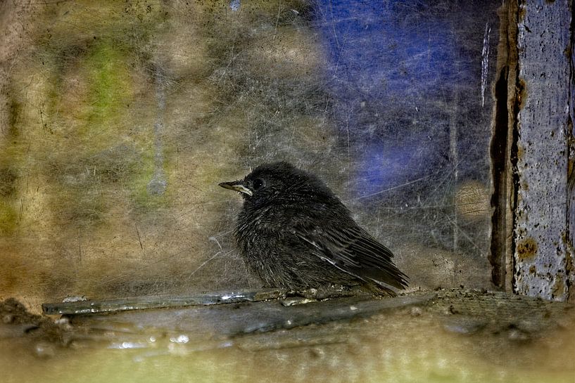 Vogeltjes van Claudia Evans