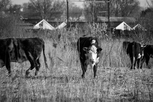 are you looking at me?