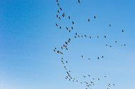 Vliegende ganzen tijdens de vogeltrek van Fotografiecor .nl thumbnail