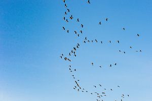 Fliegende Gänse während der Vogelwanderung