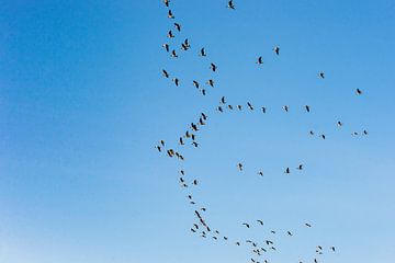 Fliegende Gänse während der Vogelwanderung von Fotografiecor .nl