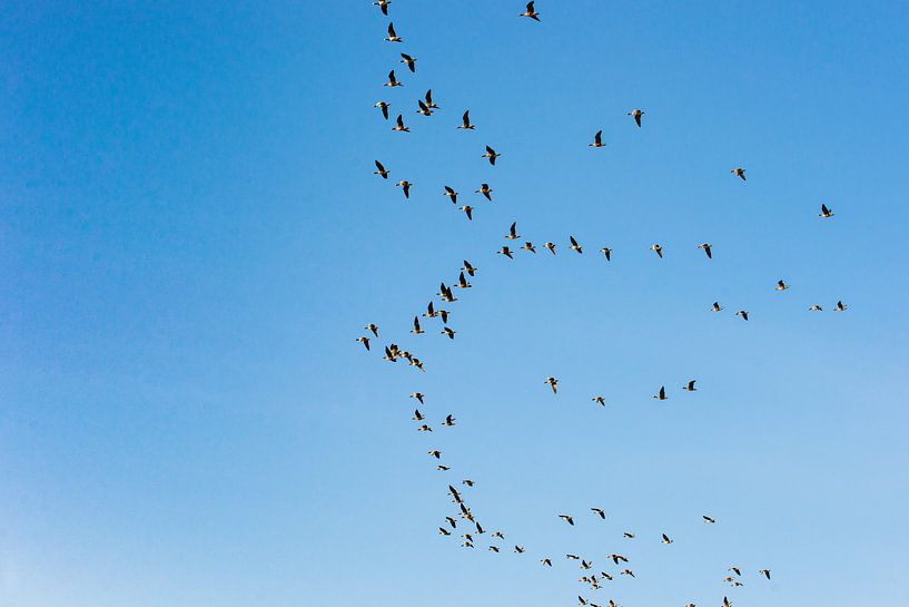 Vliegende ganzen tijdens de vogeltrek van Fotografiecor .nl