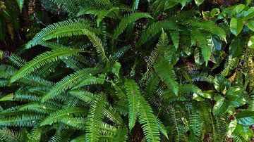 Polystichum Munitum by Timon Schneider