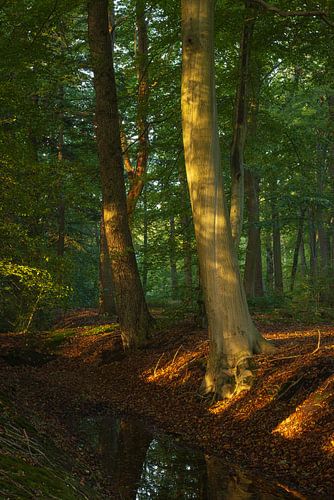 Zonsopkomst in het bos -Sterrenbos Paterswolde Groningen (Nederland