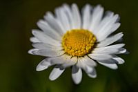 Daisy