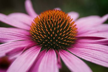Pink flower with beautifully detailed centre by Rogier IJmker