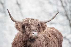 Un Highlander écossais curieux vient jeter un coup d'œil.