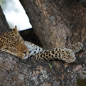 Sleeping young leopard. by Anjo Schuite
