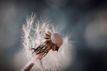 Dandelion with bokeh by KB Design & Photography (Karen Brouwer)