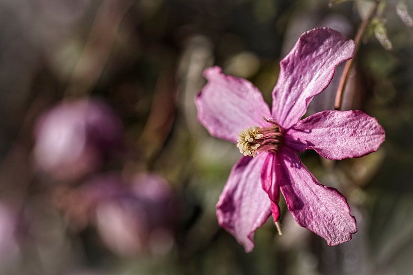Clematis by Rob Boon