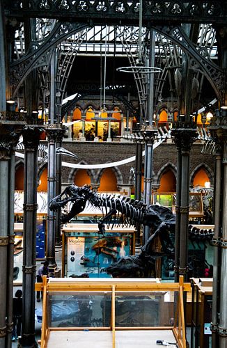 Musée universitaire d'histoire naturelle, Oxford