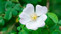 Witte bloem van Barry van Rijswijk thumbnail