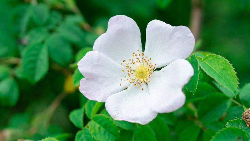 Witte bloem van Barry van Rijswijk