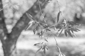 Hangende tak in zwart-wit van DsDuppenPhotography