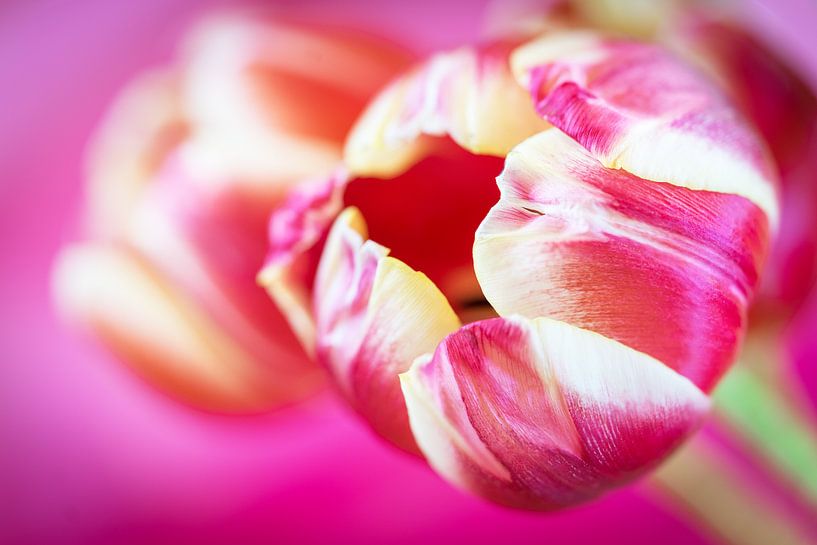 Tulips by Annie Jakobs