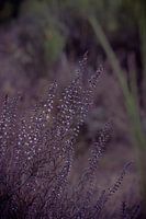 Nahaufnahme des violetten Heidekrauts