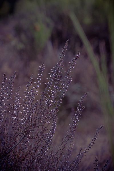 Gros plan sur la bruyère pourpre par Jaimy Leemburg Fotografie