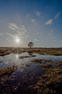 Ein verstecktes Stück Natur von Aurelie Vandermeren