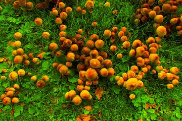 paddenstoelen van sarp demirel
