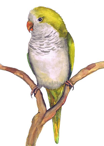 Quaker-Papageis Aquarellzeichnung von Bianca Wisseloo
