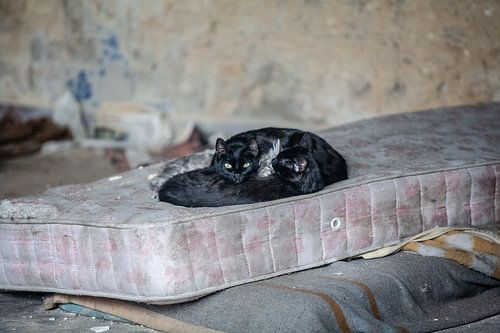 katten op een matras