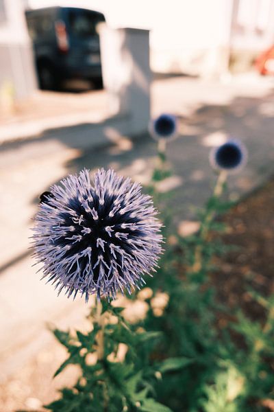 By the wayside No. 8 by Momentaufnahme | Marius Ahlers