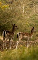 Two deer in the Amsterdam Water Supply Dunes