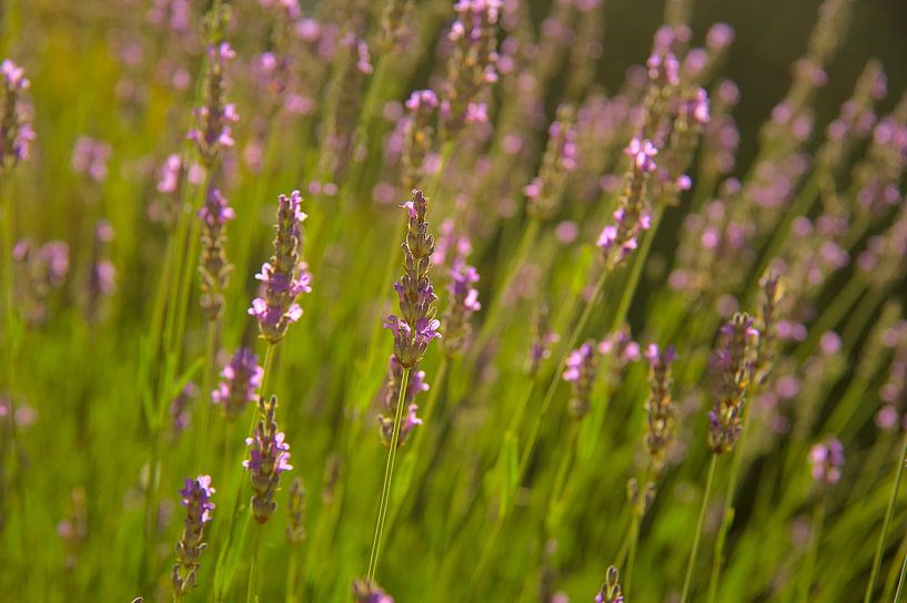Sommer Lavendel von Images from a hillside in Umbria