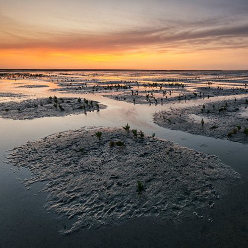 Kleine eilandjes op het wad op de Eems bij Uithuizen