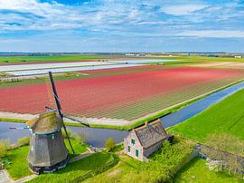 Tulips blossoming in a field in Holland with a windmill by Sjoerd van der Wal Photography