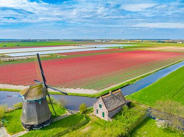 Tulpen bloeien in een veld in Nederland met een windmolen van Sjoerd van der Wal Fotografie