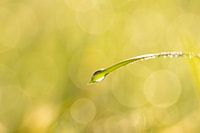 Sunny raindrop