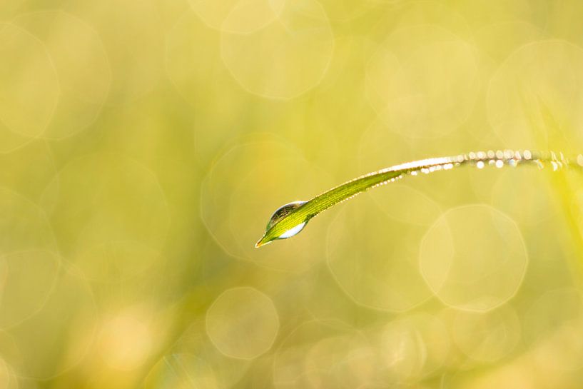 Goutte de pluie ensoleillée par Lukas Frank