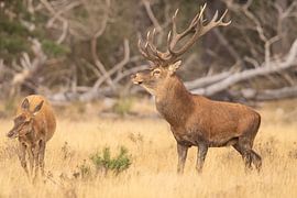 Cerfs sur le Hoge Veluwe, période de rut.