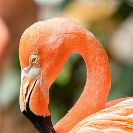 Flamingo van Martine Stevens
