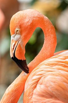 Flamingo von Martine Stevens