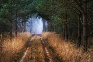 Hoog Buurlose bos sur Frederik van der Veer