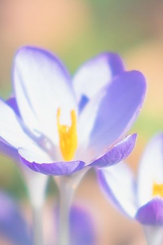 Spring & Flowers