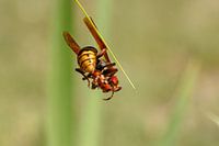 The hornet attack