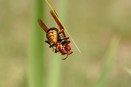 The hornet attack by Franck m.